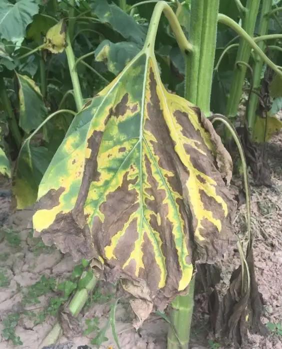 sunflower verticillium wilt