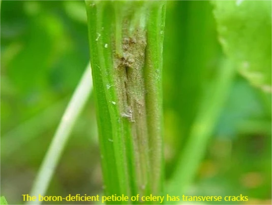 celery nutrient deficiency 3