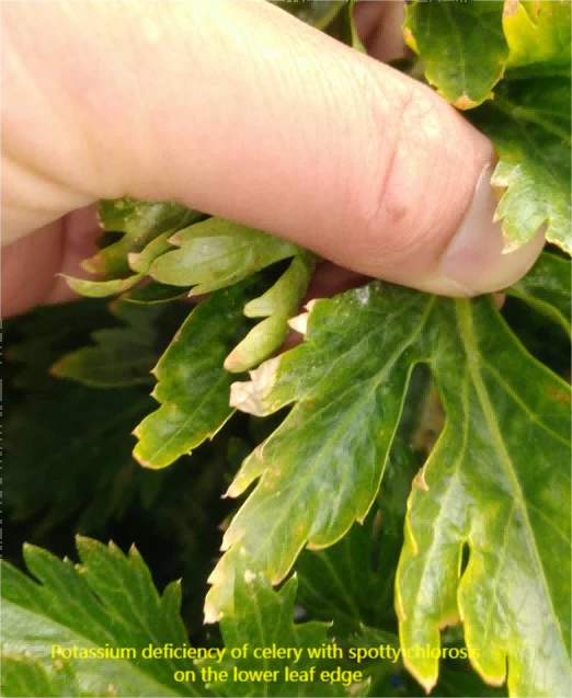 celery nutrient deficiency 4 celery nutrient deficiency 4