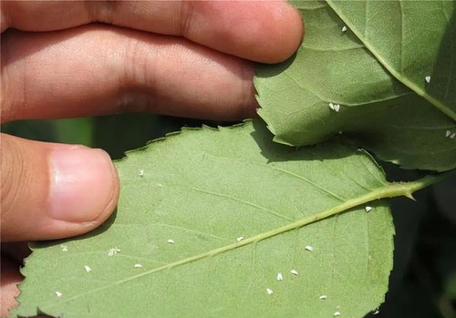 Whitefly Whitefly