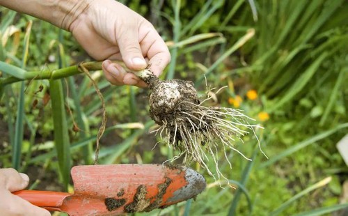 Garlic seedling yellow tip Garlic seedling yellow tip