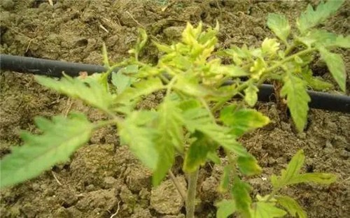 Symptoms Of Α-Naphthyl Acetate Phytotoxicity Symptoms Of Α-Naphthyl Acetate Phytotoxicity