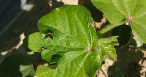 Symptoms Of Mepiquat Chloride Phytotoxicity Symptoms Of Mepiquat Chloride Phytotoxicity