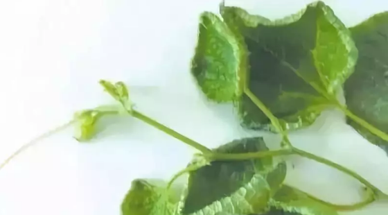 Plant shrinkage Plant shrinkage