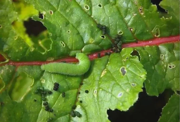 Cyantraniliprole application Cyantraniliprole application